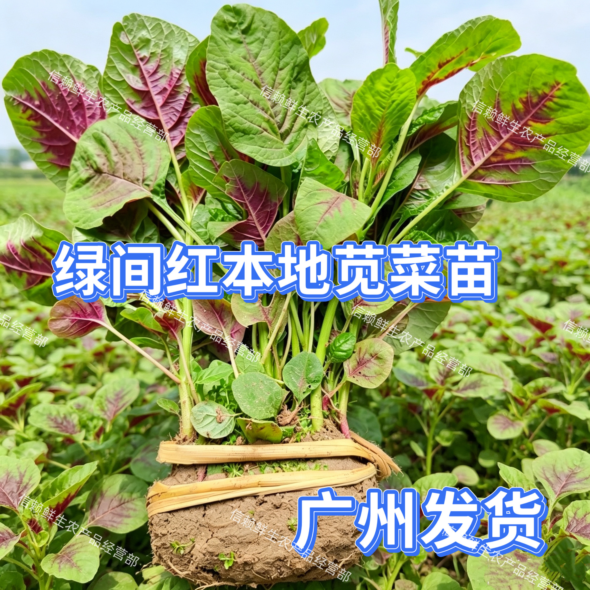 广东本地红苋菜苗现挖带泥发货圆叶一点红苋菜秧苗农家育苗青菜苗