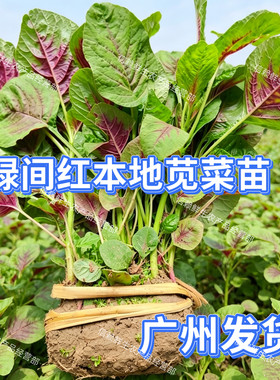 广东本地红苋菜苗现挖带泥发货