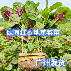 广东本地红苋菜苗现挖带泥发货