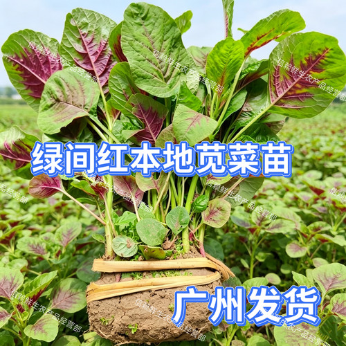 广东本地红苋菜苗现挖带泥发货