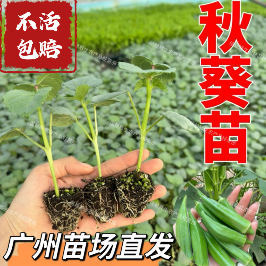 广东秋葵苗绿秋葵秧苗高产易种