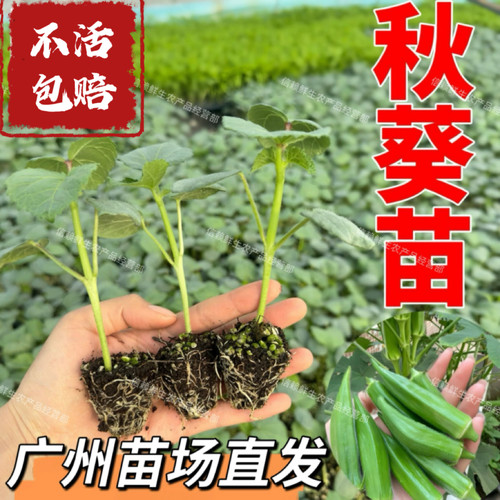 广东秋葵苗绿秋葵秧苗高产易种