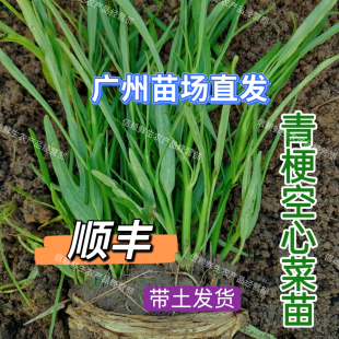 种植蔬菜苗现拔现发带土 广州柳叶空心菜苗小叶青梗通菜秧苗春夏季