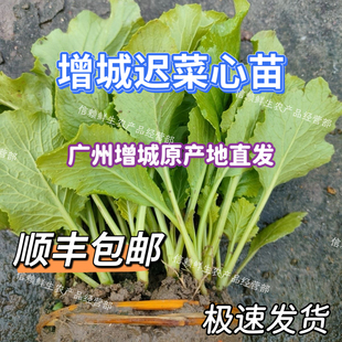 增城迟菜心苗小楼高脚菜心秧苗新鲜拔苗阳台盆栽容易种植顺丰包邮
