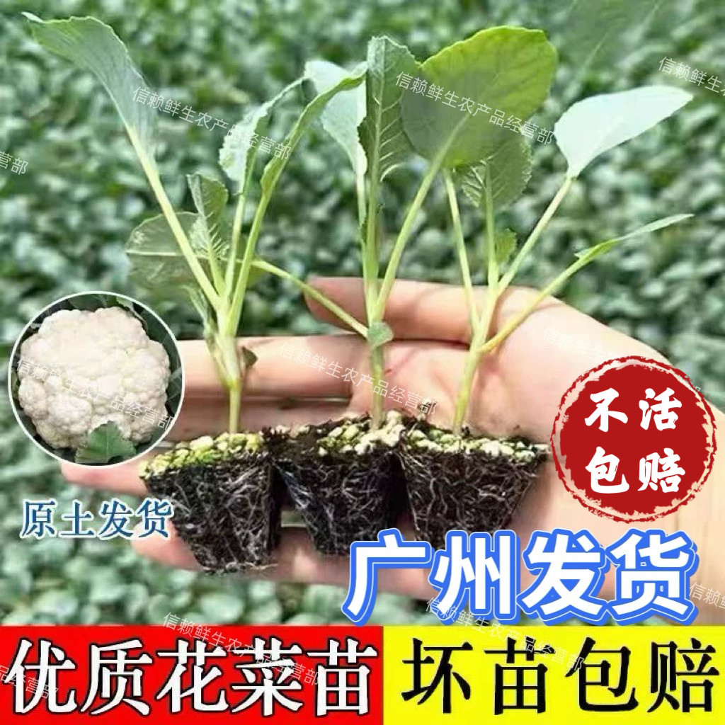 松花菜苗南方当季种植带土现拔