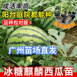 广东西瓜苗美都麒麟西瓜秧苗8424玉麒麟地栽四季无籽薄皮阳台庭院