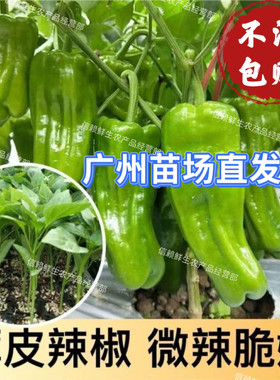 广东薄皮椒苗微辣菜椒秧苗泡椒苗青皮椒苗各种辣椒苗四季蔬菜苗秧
