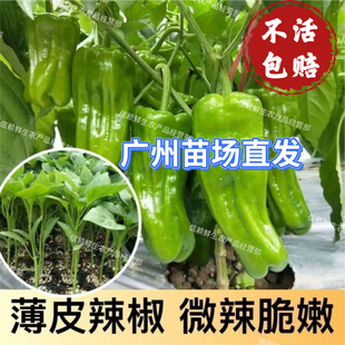 广东薄皮椒苗微辣菜椒秧苗泡椒苗青皮椒苗各种辣椒苗四季蔬菜苗秧