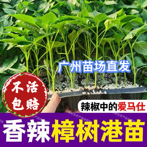 樟树港辣椒苗湖南樟树港辣椒秧苗