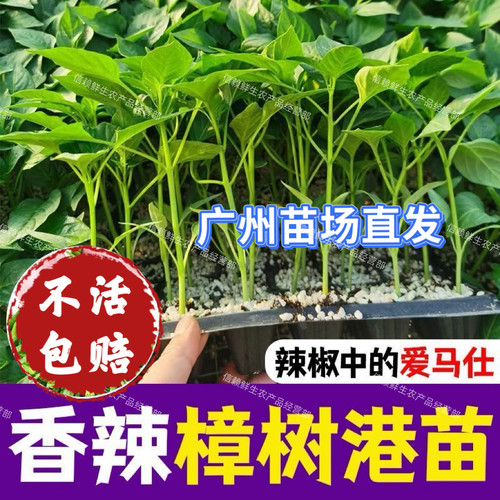 樟树港辣椒苗湖南樟树港辣椒秧苗