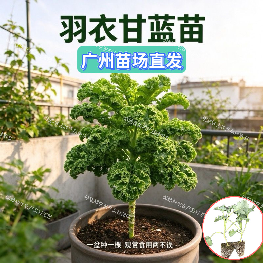 羽衣甘蓝苗可食用绿羽衣甘蓝秧苗