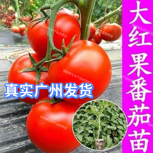 广东大红番茄苗高产老品种西红柿苗当季红果番茄秧苗阳台现拔现发