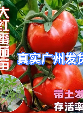 广东大红番茄苗高产老品种西红柿苗红果番茄秧苗阳台庭院带土发货