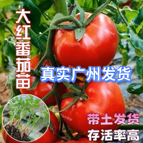 大红番茄苗西红柿秧苗