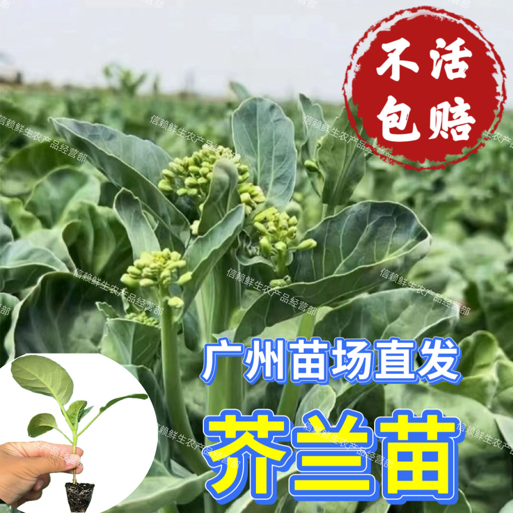 广东芥兰苗香脆芥兰秧苗当季种植