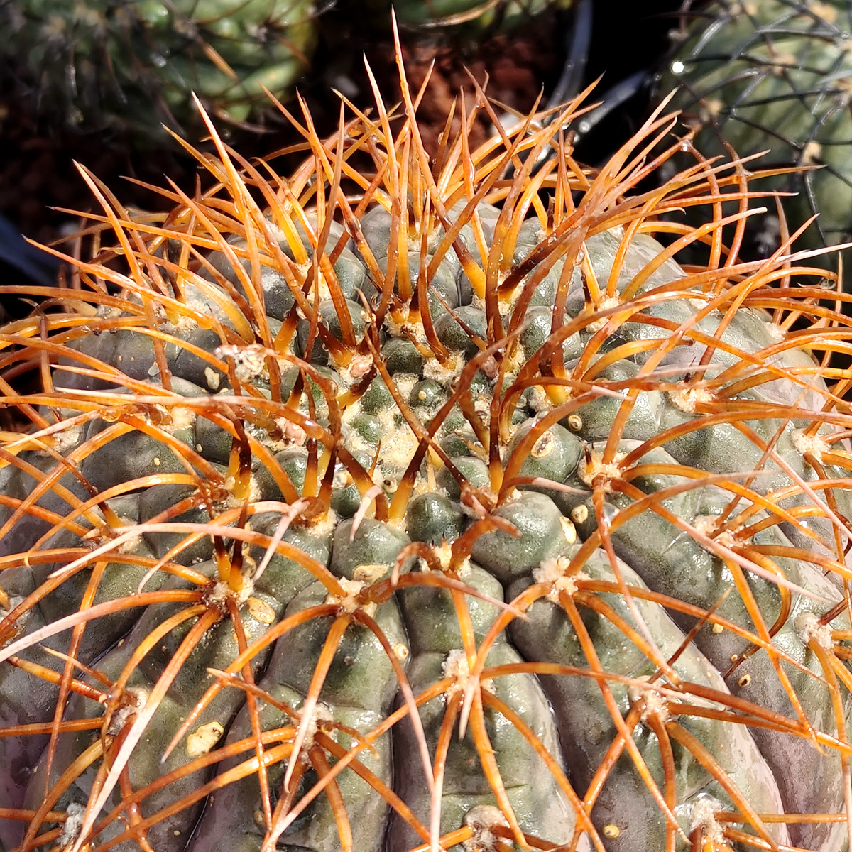 新收夏播裸鄂艳肌豪刺天平丸种子仙人球绿植盆栽多肉植物5504