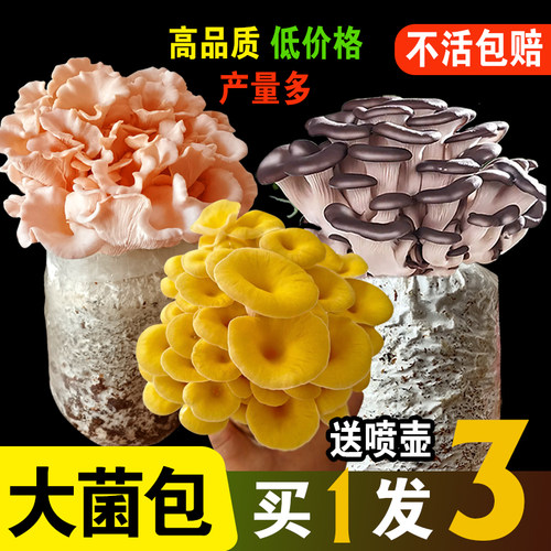 只需喷水就能吃上自己种的蘑菇