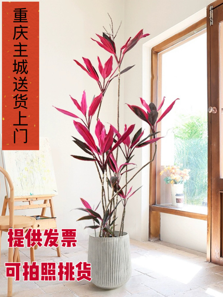 造型红叶朱蕉造型红叶朱蕉