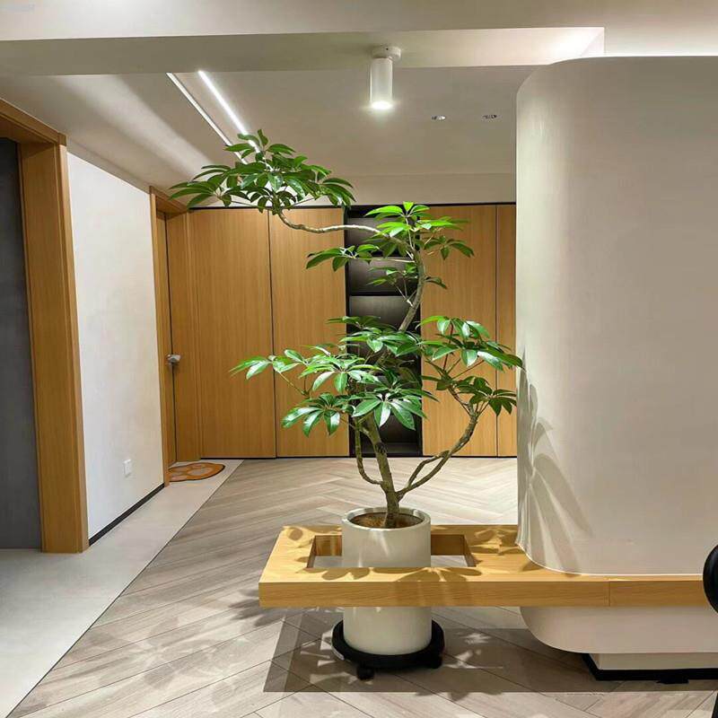 日本保罗大叶伞老桩盆栽大型办公室内客厅绿植四季常青好养活植物