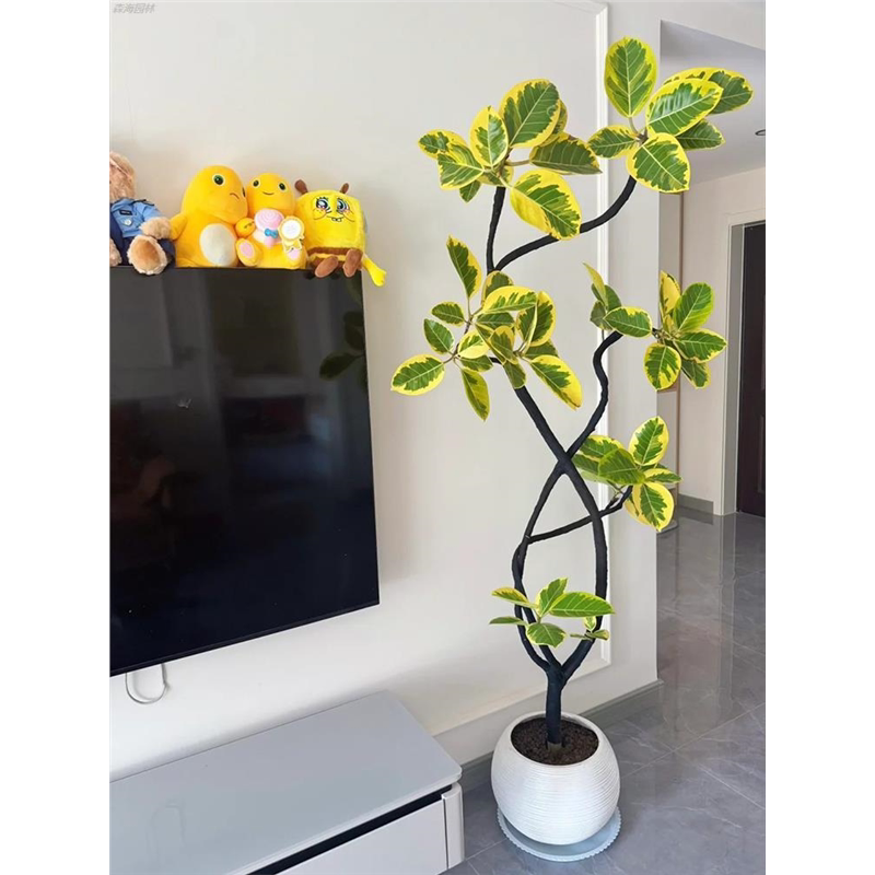 造型黄金榕盆栽客厅绿植室内大型植物花叶富贵榕网红好养落地盆栽
