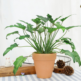 小天使 仙羽蔓绿绒室内美观花草植物盆景净化空气盆栽重庆同城送