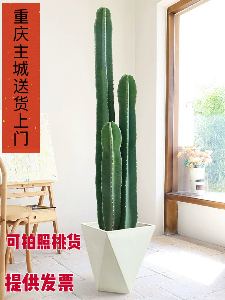 量天尺仙人掌量天尺仙人掌