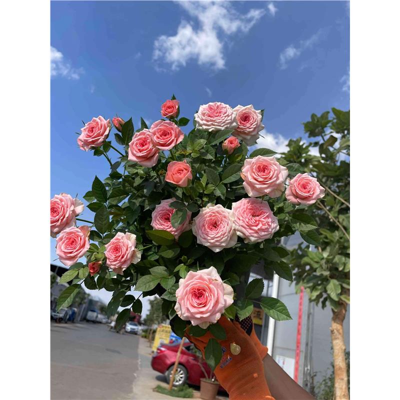 重庆玫瑰花月季盆栽带花苞多色花卉绿植室内阳台庭院好养四季开花