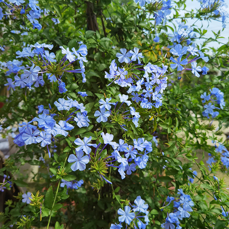蓝雪花蓝茉莉白雪花绿植盆栽易爬藤花开不断庭院观花植物盆景