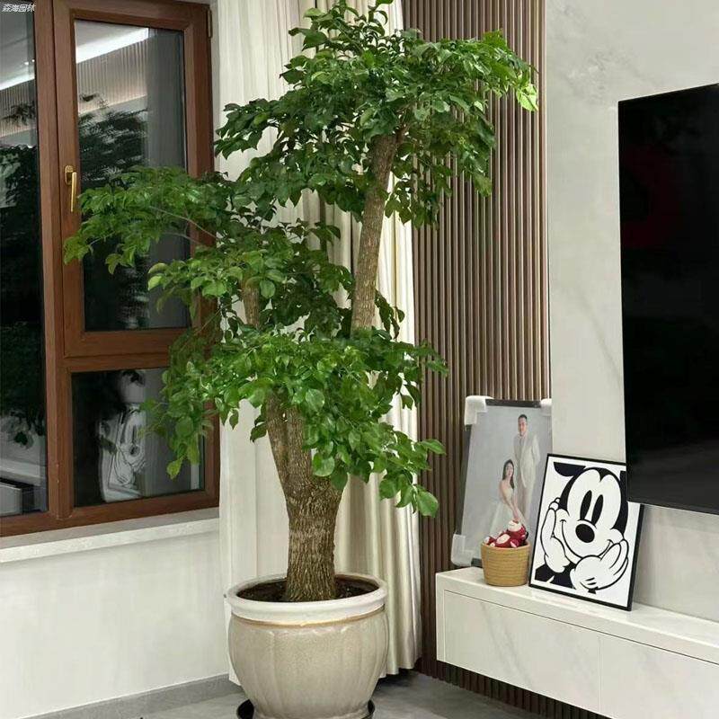 幌伞枫幸福树大盆栽室内净化空气客厅办公室大型绿植富贵树