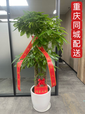 乔迁送礼开业重庆大型绿植