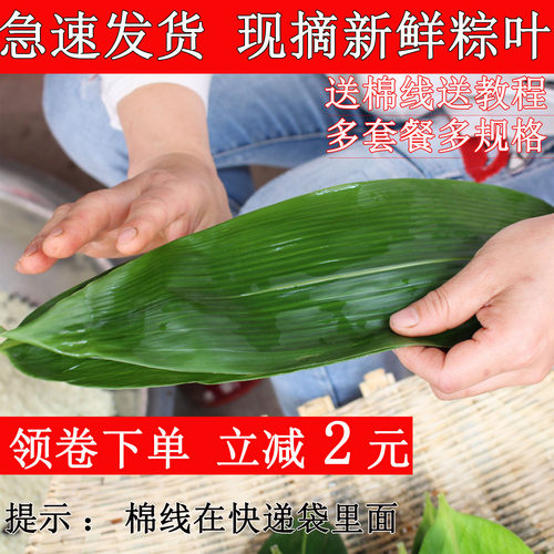 2026年新鲜现摘现发粽子叶 代发专共用链接