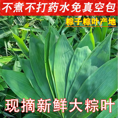 新鲜粽叶 非真空包装粽子叶 免邮中大粽叶棕叶 箬竹叶 送线