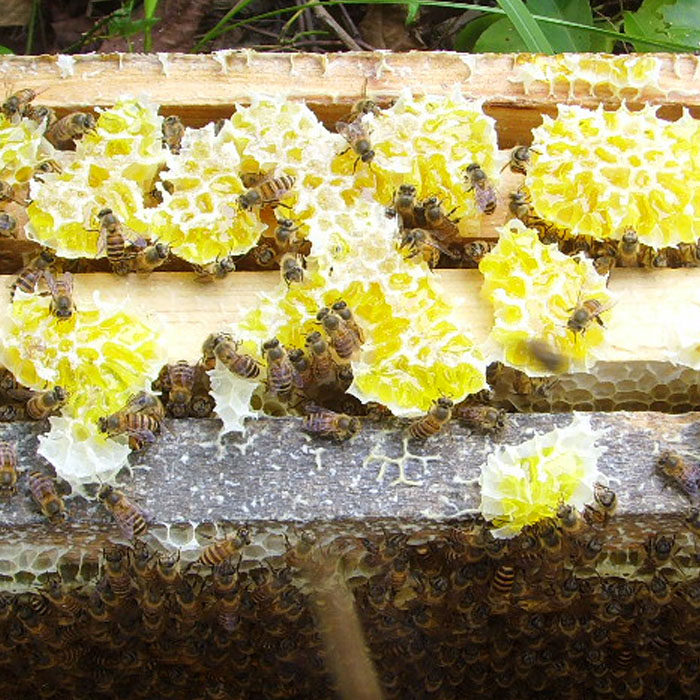 江西深山纯天然野生百花蜂蜜