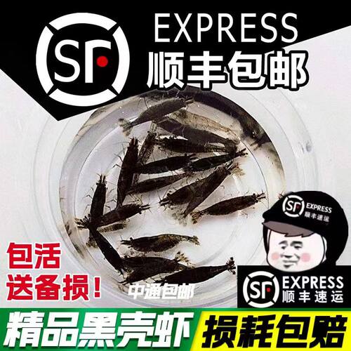 黑壳虾河虾草虾工具虾除藻虾顺丰包邮1-2厘米左右随机捞取