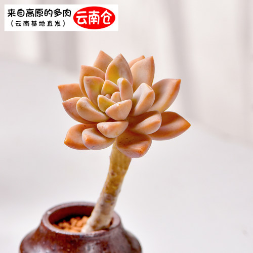 云南多肉精养老桩群生