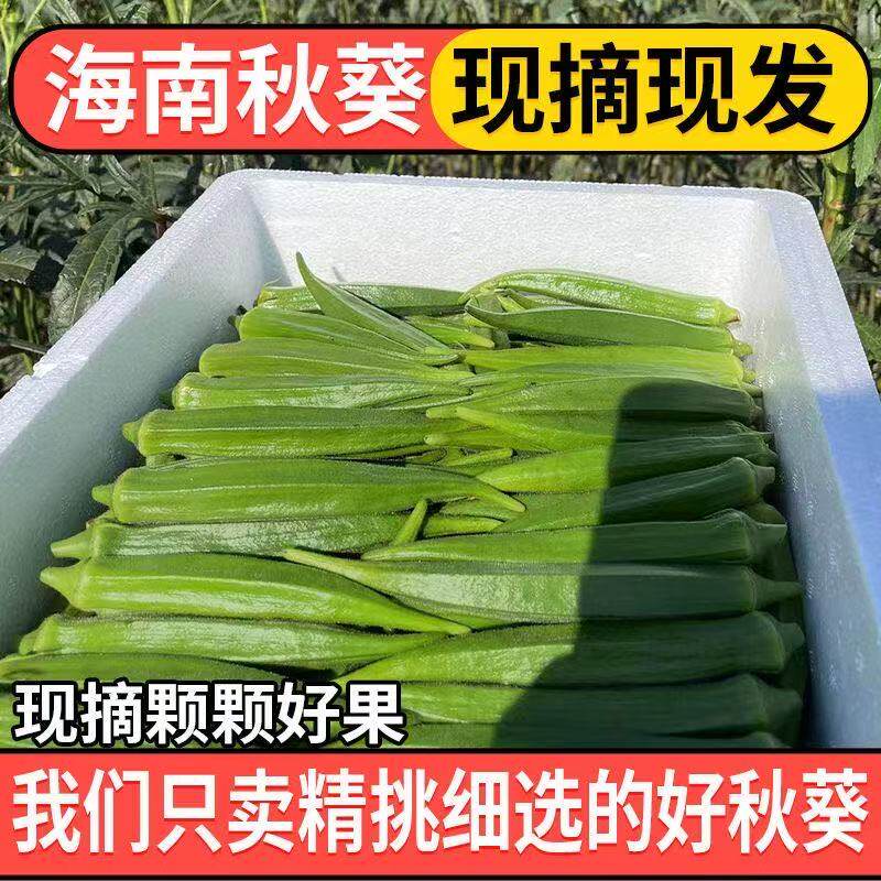 秋葵新鲜海南时令秋葵蔬菜鲜嫩整箱现采装农家羊豆角露天种植