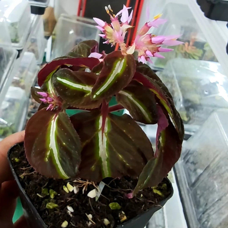 【青氧】迷你植物绿植蜂斗草金色电光蜂斗草小型蜂斗草