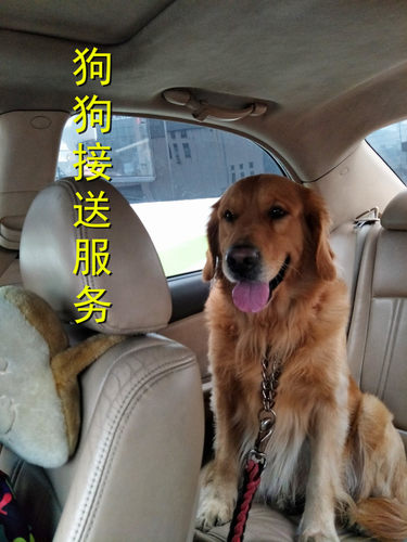 可开票上海家庭宠物无宠物寄养