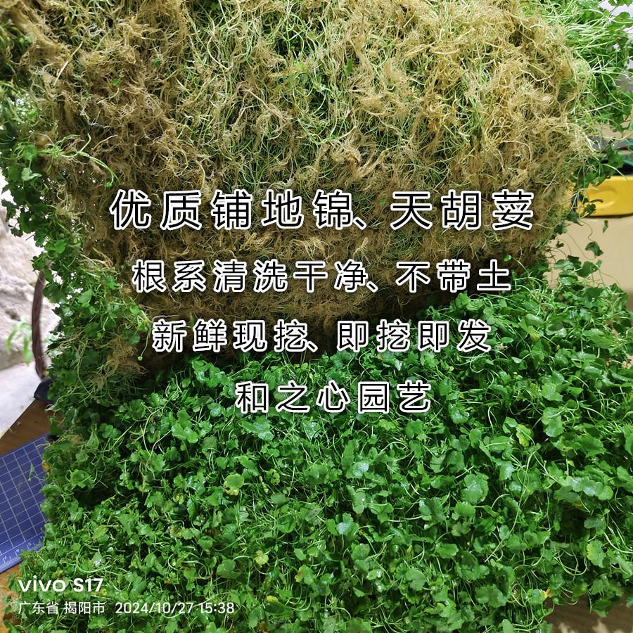 可食用优质铺地锦天胡荽土地锦破铜钱草步地锦潮汕青草苗新鲜现挖