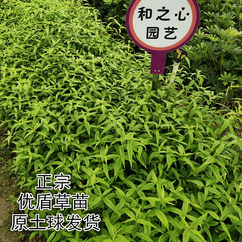 正宗忧遁草苗优盾草鳄嘴花黎王草接骨草盆栽花卉室内室外绿植带土