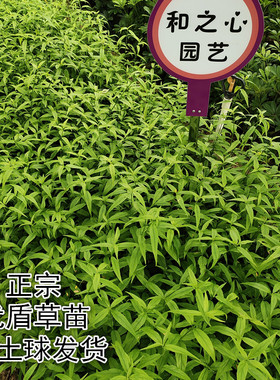 正宗忧遁草苗优盾草鳄嘴花黎王草接骨草盆栽花卉室内室外绿植带土