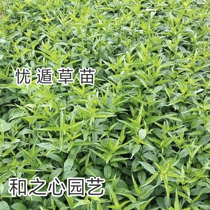 正宗忧遁草苗优盾草鳄嘴花黎王草接骨草室内室外绿植盆栽带土发货