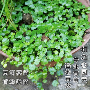 天胡荽苗铺地锦苗土地锦苗破铜钱肺风草步地锦潮汕青草苗网红造景