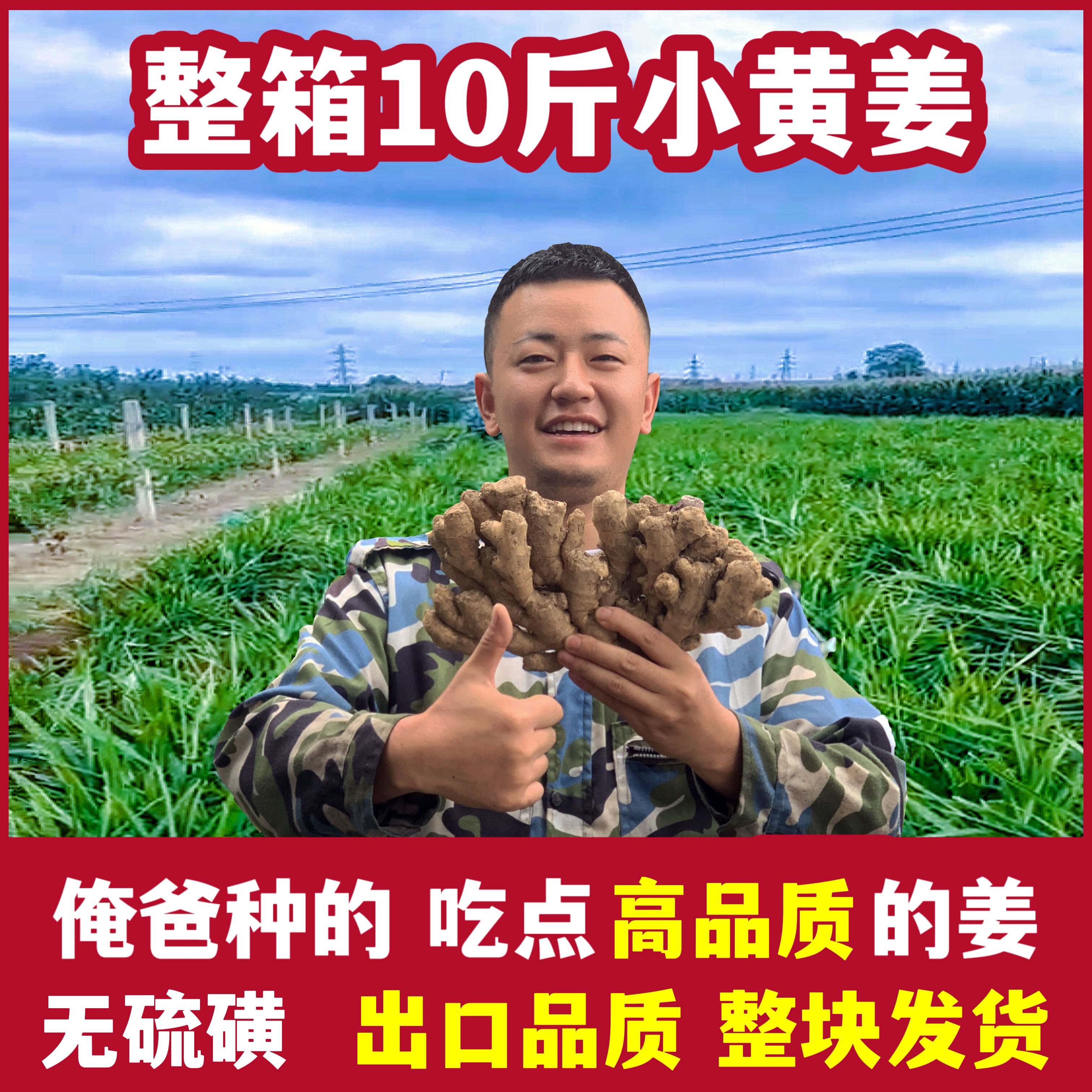 山东小黄姜新鲜生姜蔬菜老姜食用炒菜姜黄月子姜现挖沙姜土姜包邮