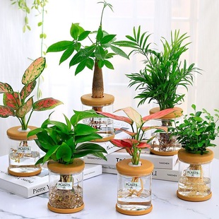 水培植物办公室盆栽花卉绿植绿萝九里香鸭脚木四季 常青水养盆栽