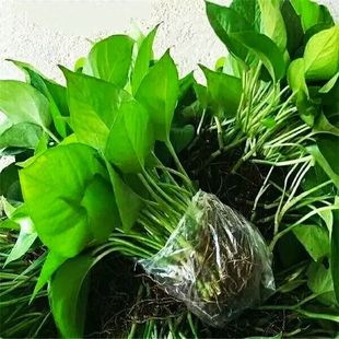 水培植物绿萝盆栽室内绿植吸甲醛净化空气四季 常青防辐射好养