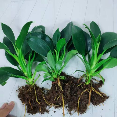 金钻盆栽水培大叶绿公主办公室绿植好养净化空气四季常青绿植