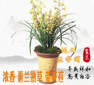 随州兰花苗带花苞浓香型蕙兰春兰九头兰九节兰植物花卉盆栽兰草苗