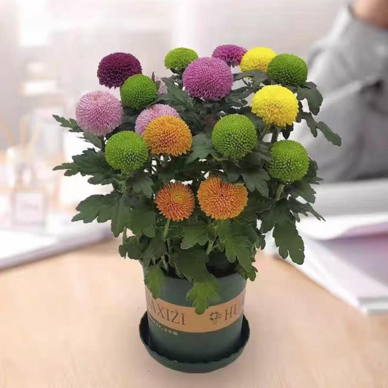 艾绿阳绿丝绦菊花盆栽