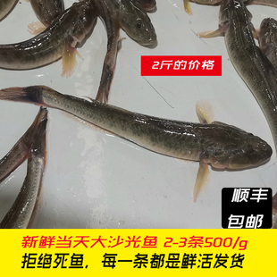 沙光鱼鲜活大号沙光鱼海鲜沙逛鱼小龙鱼鲶鱼赛龙王扔巴鱼包邮